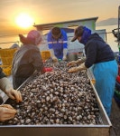 부안군, 새꼬막 양식 야간 조업 허용