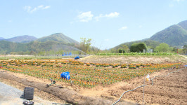 포천은 봄꽃, 연천은 구석기…연휴에 만나는 시간여행
