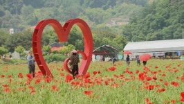 원주 용수골 꽃양귀비 축제 22일 개막