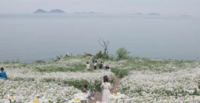 사진 명소 부안 마실길 샤스타데이지 만개