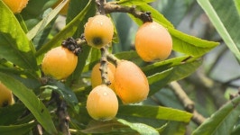 완도서 비파 수확 한창…가공 식품 개발 나서