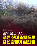 [카드뉴스] 푸른 산이 갈색으로… 재선충병이 삼킨 숲