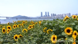 부산 여름, 꼭 가봐야 할 해바라기 숨은 명소