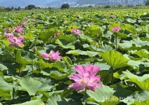 낙동강생태공원에 백일홍·황화코스모스·연꽃 구경하러 오세요