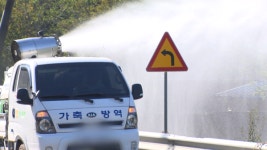 연천 양돈농장서 아프리카돼지열병 발생…살처분 예정
