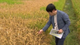 향원항공방제 | "항공방제 이후에 벼 말라 죽었다"