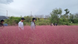 부산 꼭 가봐야 할 핑크뮬리 명소는?