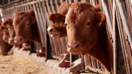 K-한우, 30년 축산 과학 성과