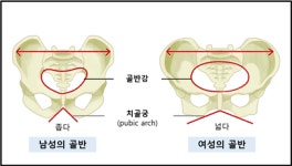 [한동하의 성경의학] 남녀는 갈빗대 개수가 아닌, 골반에 차이가 있다