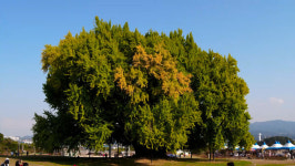 노란 빛깔로 물든 반계리 은행나무 장관