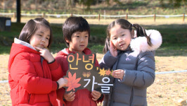 노란 빛깔로 물든 반계리 은행나무 장관