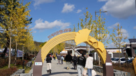 노란 빛깔로 물든 반계리 은행나무 장관