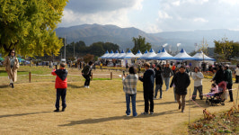 노란 빛깔로 물든 반계리 은행나무 장관