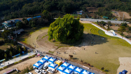 노란 빛깔로 물든 반계리 은행나무 장관