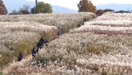 도심 공원 뒤덮은 은빛 억새 물결