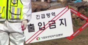 당진 돼지농장서 충남 첫 아프리카돼지열병 발생