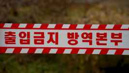 당진서 충남 첫 아프리카돼지열병 발생…전국 돼지 농장 이동 중지