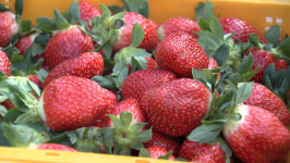 원주 치악산딸기, 겨울 출하 시작