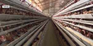 익산 가금농장서 고병원성 AI 확진