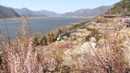 봄바람에 매화 팝콘 터진 양산 원동…기차 지나가는 매화마을