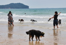 태안군, 펫니스 댕댕투어 운영…6월까지 진행