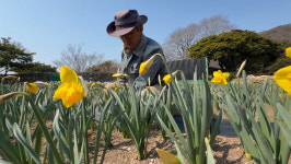 노란 수선화 물결…봄 향기 가득한 거제 공곶이