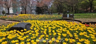 의정부 직동근린공원, 튤립 만개…도심 속 힐링 공간