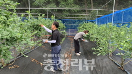 무농약 닥터블루베리 음성·진천 체험농장 인기