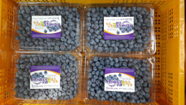 무농약 닥터블루베리 음성·진천 체험농장 인기