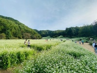 가을엔 꽃이지!