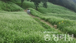 메밀꽃이 피는 무렵
