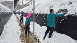 음성군 건축과 직원들, 비닐하우스 폭설 제거 봉사 앞장