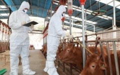 보은군, 소·염소 구제역 일제접종 실시