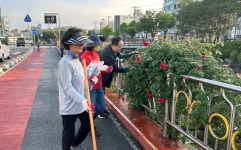 지현동 주민자치위, 지현천변 장미꽃길 가꾸기 활동