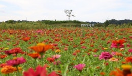 충주시 탄금공원, 오색빛깔 발길 유혹
