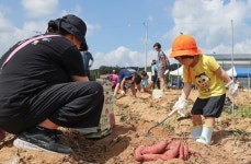 충주 천등산 고구마 캐러 오세요