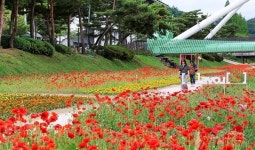 괴산 동진천변 알록달록 꽃 동산 연상