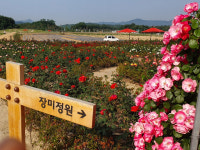 핑크뮬리 명소에 이번엔 양귀비…양주 나리농원에 만개