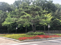 안산시, 산업도로변 꽃길조성...18만본 꽃나무 심어