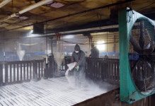 파주시, 예방차원 15개 양돈농가 약 3만 두 살처분