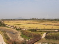 김포시. 조류생태공원 낱알들녘 가을걷이 실시