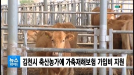 김천시 축산농가에 가축재해보험 가입비 지원