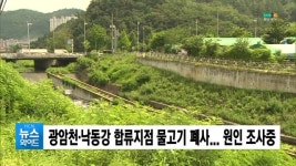 (구미) 광암천·낙동강 합류지점 물고기 폐사... 원인 조사중