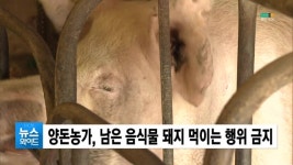양돈농가, 남은 음식물 돼지 먹이는 행위 금지 