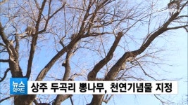 상주 두곡리 뽕나무, 천연기념물 지정