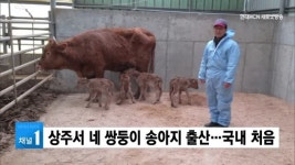 상주서 네 쌍둥이 송아지 출산…국내 처음