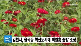 김천시, 율곡동 혁신도시에 백일홍 꽃밭 조성