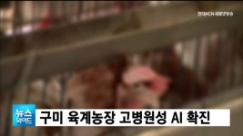 구미 육계농장 고병원성 AI 확진
