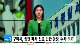 구미시, 집단 폐사 신고 안한 농장 주인… 경찰 수사 의뢰