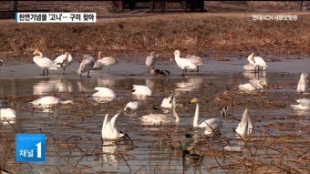 구미 찾은 천연기념물 '고니'… 제2의 서식지 급부상